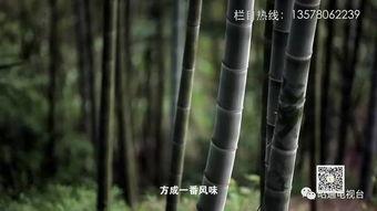 竹视频,探索竹子世界的奇妙之旅