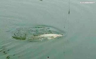 鱼咬漂视频,揭秘水下猎捕奥秘