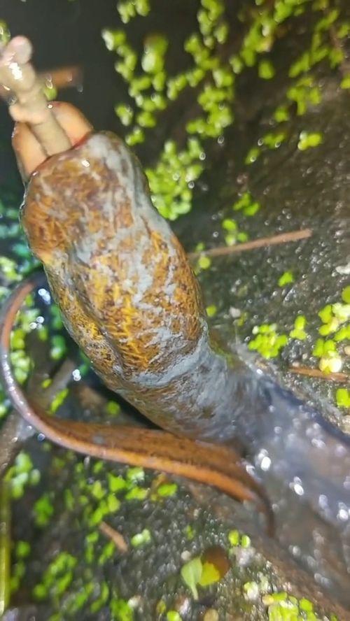 钓黄鳝视频2017,视频教学带你轻松捕捞