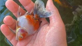 金鱼欣赏视频,视频中的灵动瞬间