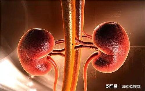 拔肾罐视频,传统养生疗法与现代视角碰撞