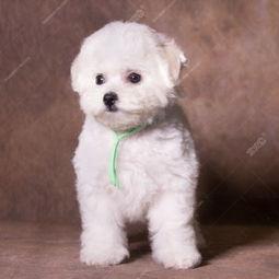 比熊犬视频大全,视频大全中的可爱瞬间